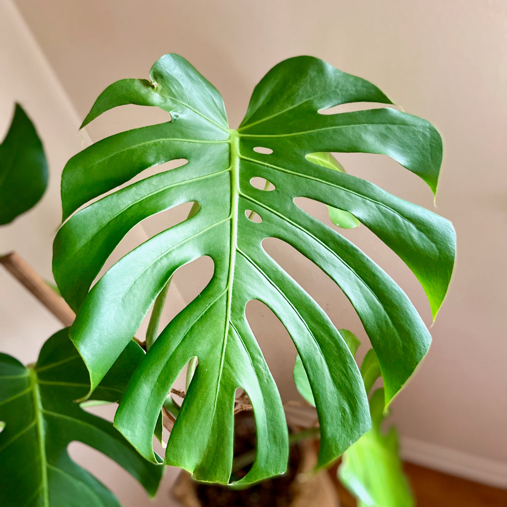A close-up photo of a Monstera deliciosa leaf with prominent split lobes and deep green coloration.
