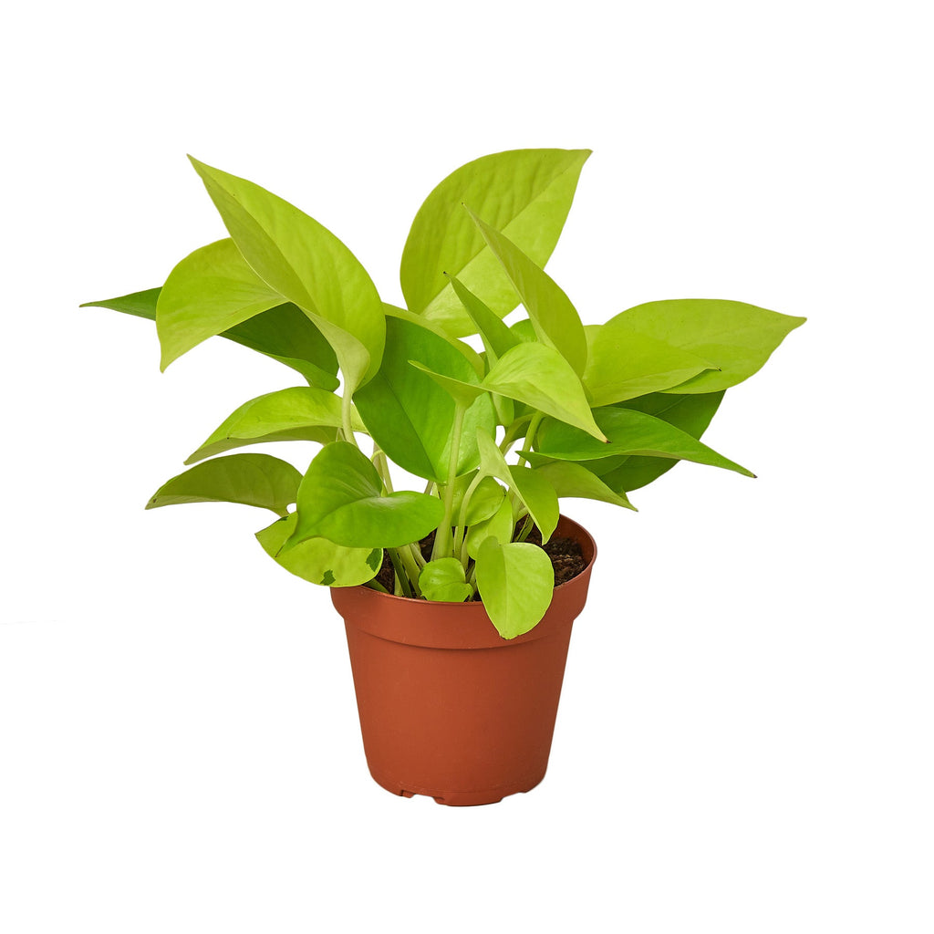 Neon plants for gift ideas
