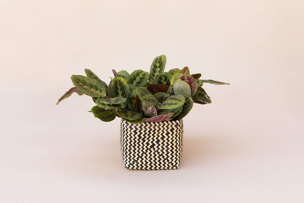 live prayer plant that's easy to care for 