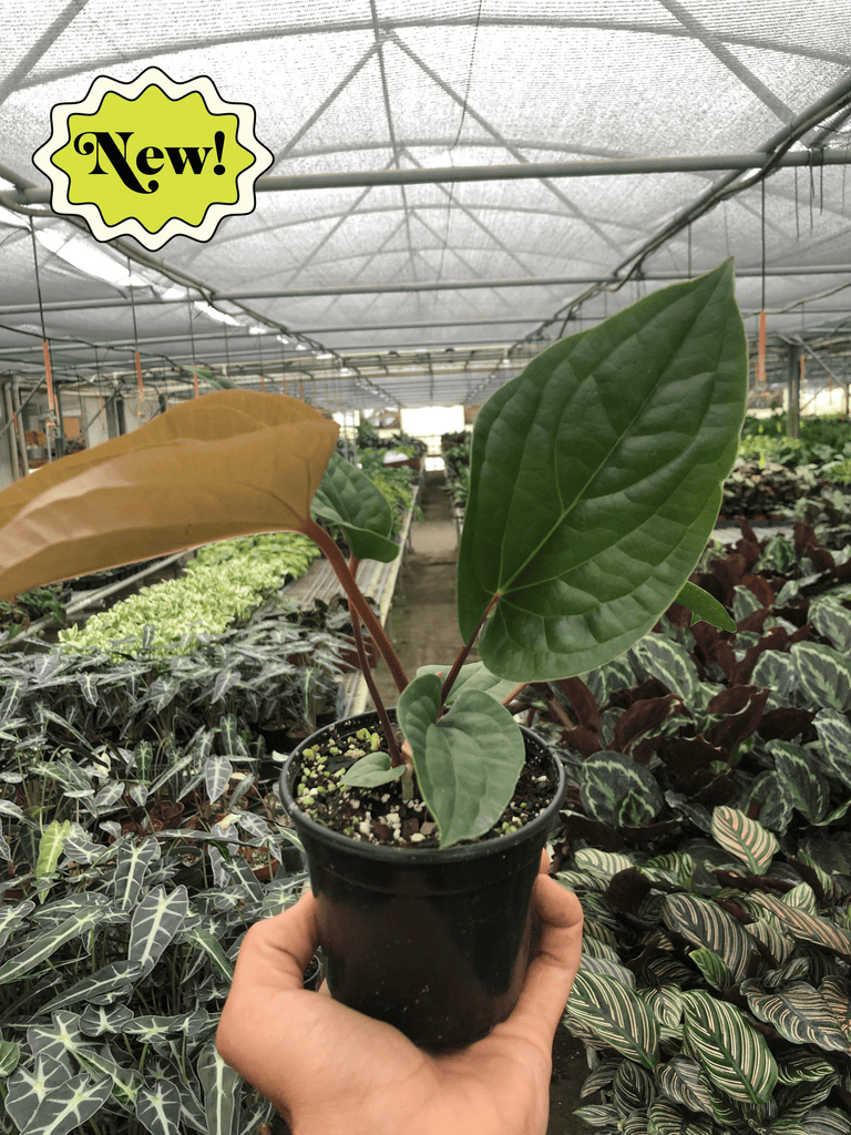 Rare easy to care for anthurium for gifts and collecting